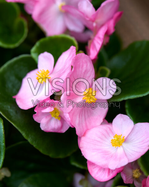 Begonia semperflorens Bada Boom Swift Rose
