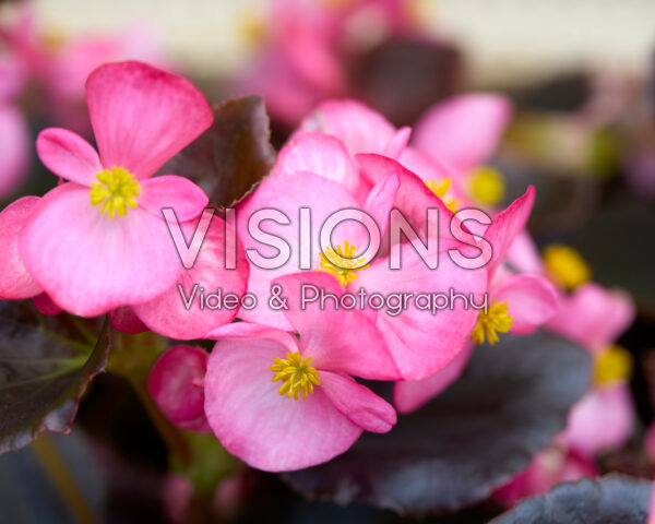 Begonia semperflorens Bada Boom Swift Rose