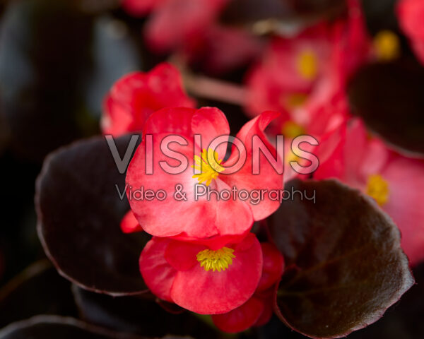 Begonia semperflorens Bada Boom Swift Scarlet