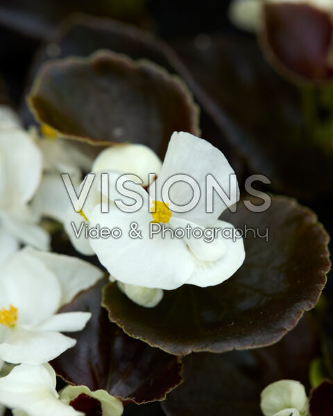 Begonia semperflorens Bada Boom Swift White Begonia semperflorens Bada Boom Swift White