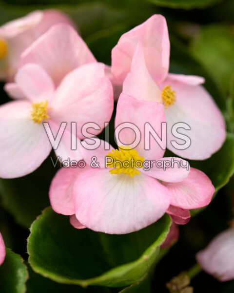 Begonia semperflorens Bada Bing Swift Pink