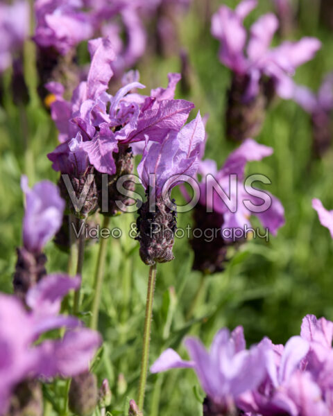 Lavandula Stoechas Javelin™ Fortissimo Purple Lavandula Stoechas Javelin™ Fortissimo Purple
