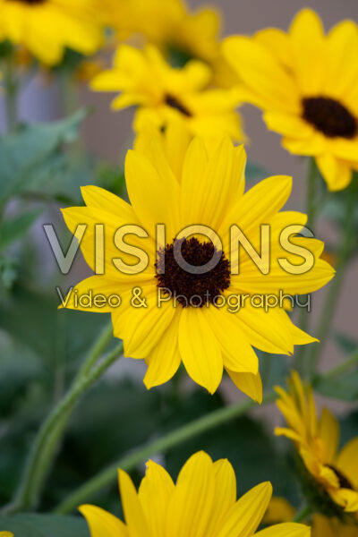 Helianthus annuus Sunfinity® Single Yellow Helianthus annuus Sunfinity® Single Yellow