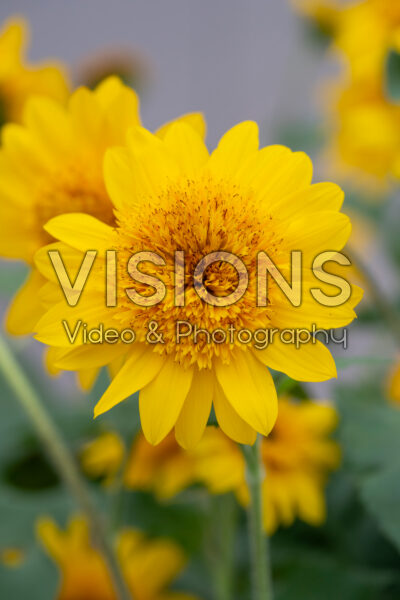 Helianthus annuus Sunfinity® Double Yellow