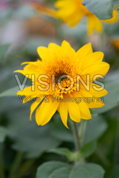 Helianthus annuus Sunfinity® Double Yellow Helianthus annuus Sunfinity® Double Yellow