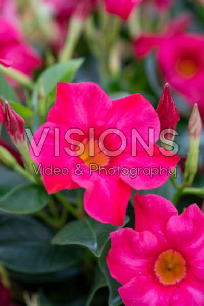 Mandevilla Rio® Hot Pink