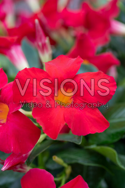 Mandevilla Rio® Lipstick