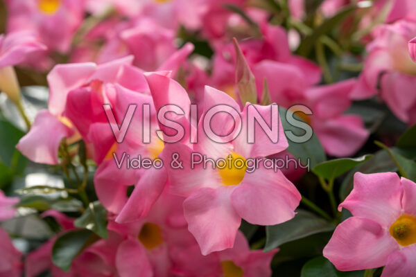Mandevilla Rio® Pink Mandevilla Rio® Pink