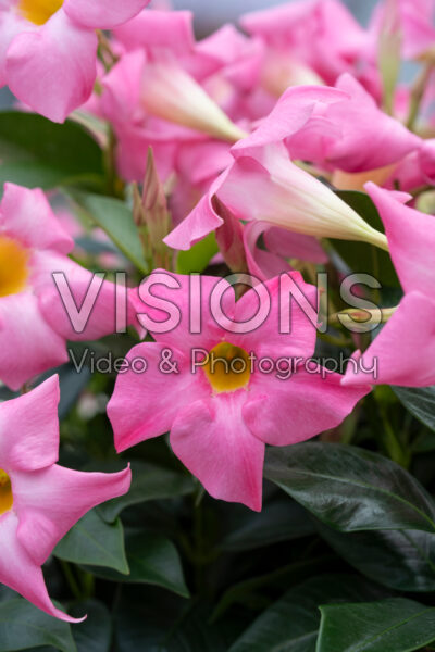 Mandevilla Rio® Pink Mandevilla Rio® Pink