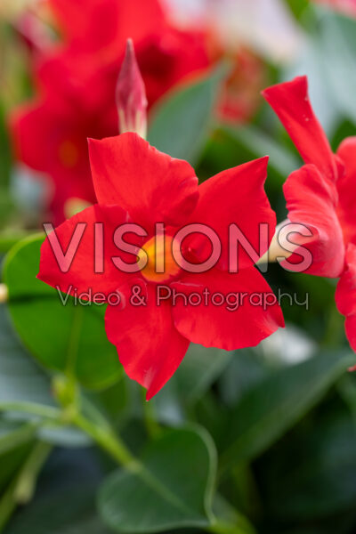 Mandevilla Rio® Grande Scarlet Mandevilla Rio® Grande Scarlet