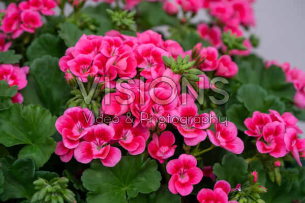 Pelargonium Pretty Little Pink Splash