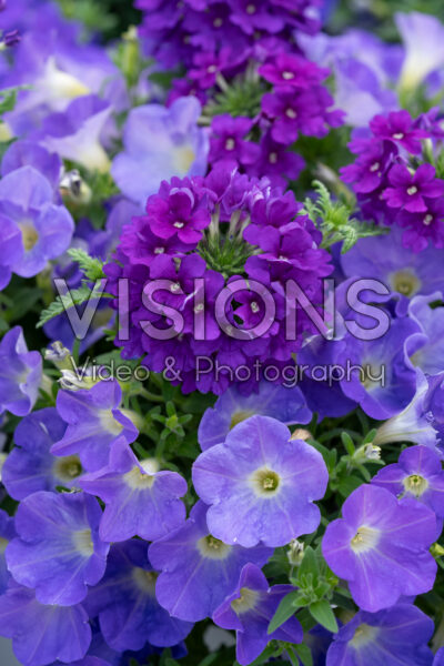 Mixed annuals