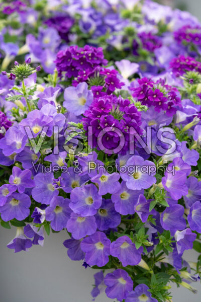 Mixed annuals