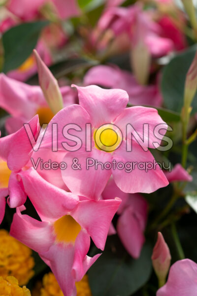 Mandevilla Rio® Hot Pink imp.