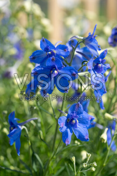 Delphinium