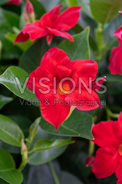 Mandevilla Rio® Grande Scarlet