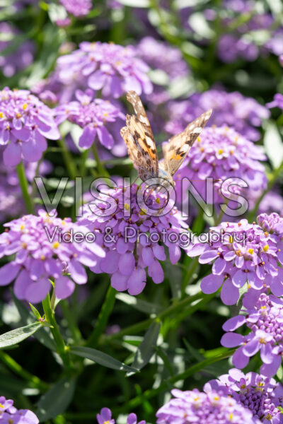 Iberis Mermaid Lavender