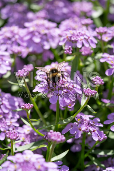 Iberis Mermaid Lavender