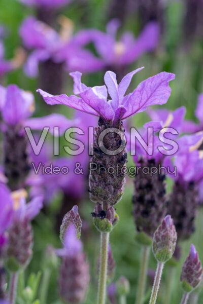 Lavandula stoechas Javelin™ Forte Purple
