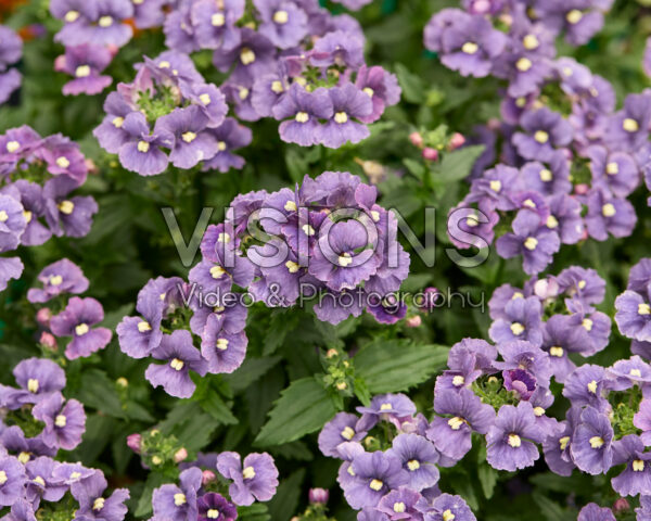 Nemesia Nesia™ Denim