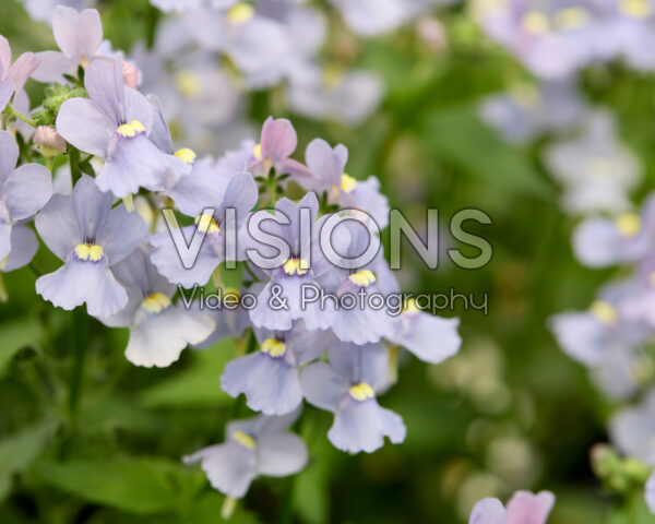 Nemesia Nesia™ Arctic Blue