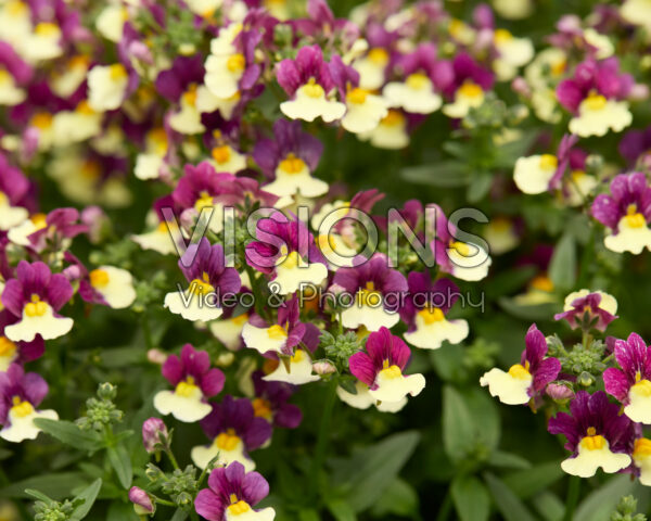 Nemesia Menor™ Dual Violet