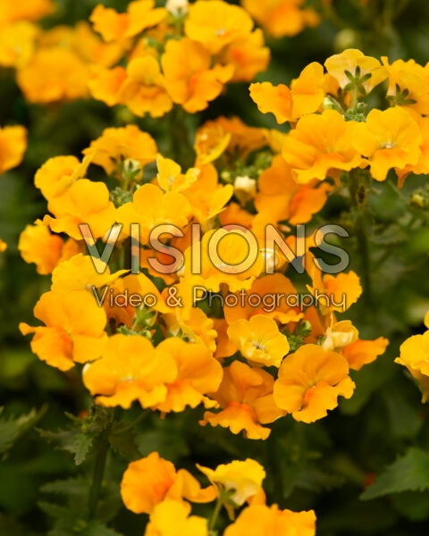 Nemesia Nesia™ Gold