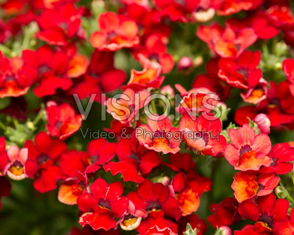 Nemesia Nesia™ Hot Red