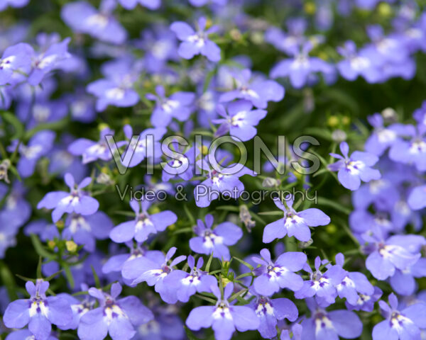 Lobelia erinus Glow™ Azure