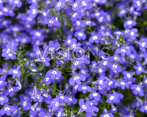 Lobelia erinus Glow™ Blue Volt