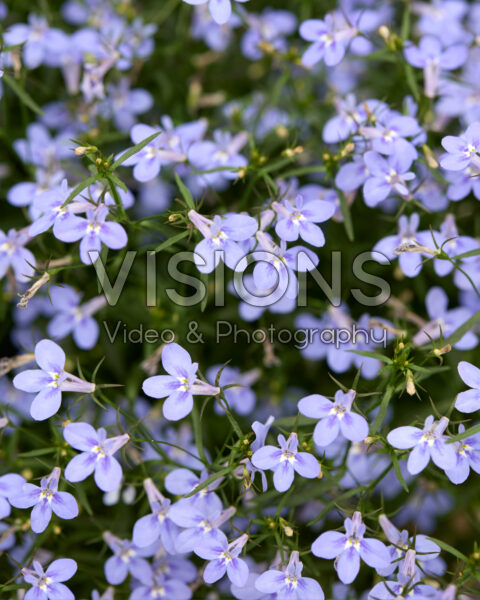 Lobelia erinus Glow™ Azure