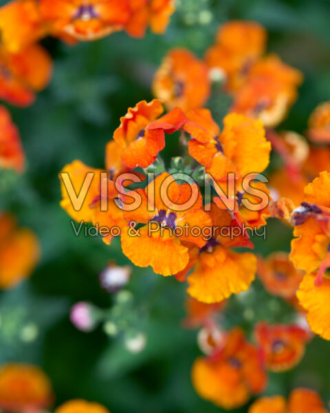 Nemesia Nesia™ Tangerine