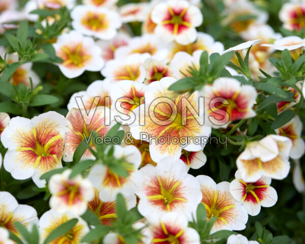 Calibrachoa Calitastic® Cappuccino