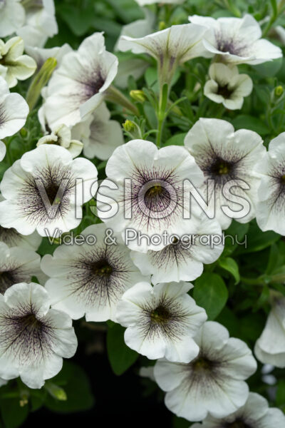 Petunia Capella™ Inked