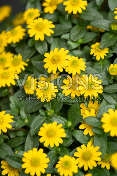 Sanvitalia Talya™ Bright