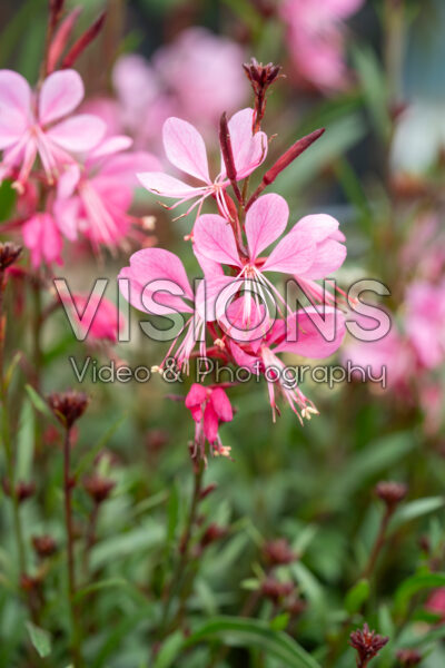 Gaura lindheimeri Steffi™ Dark Rose Imp.