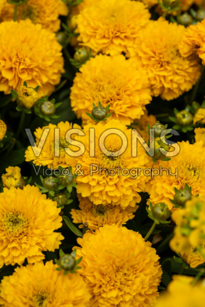 Coreopsis grandiflora Solanna Golden Sphere