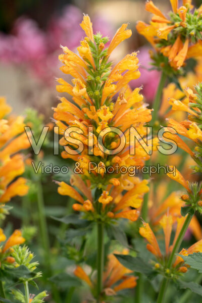Agastache Peach Pearl