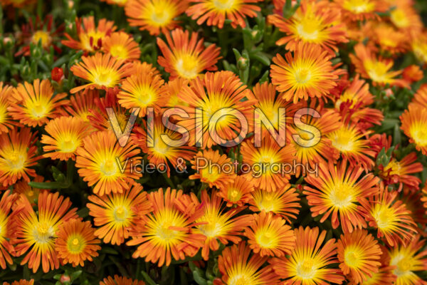 Delosperma cooperi Sandgem™ Ember