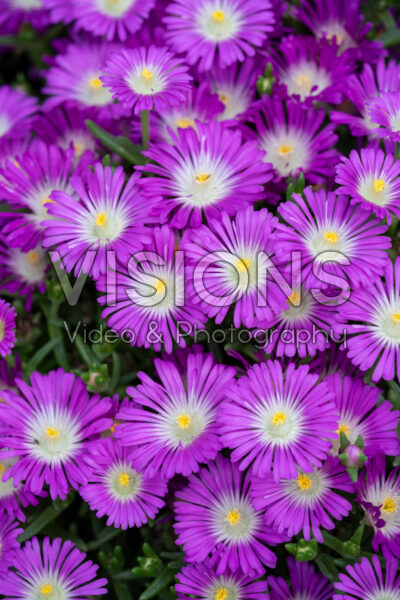 Delosperma cooperi Sandgem™ Purple