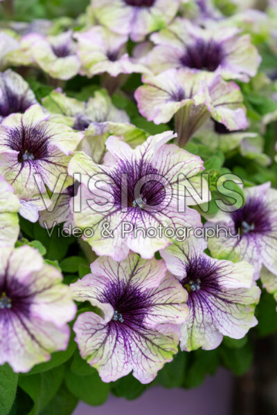 Petunia Amazonas™ Violet Parakeet Petunia Amazonas™ Violet Parakeet