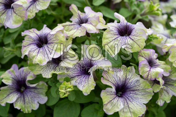 Petunia Amazonas™ Plum Cockatoo