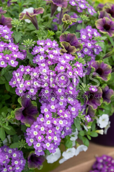 Verbena Vanessa™ Optik Grape, Petunia Amazonas™ Midnight Finch