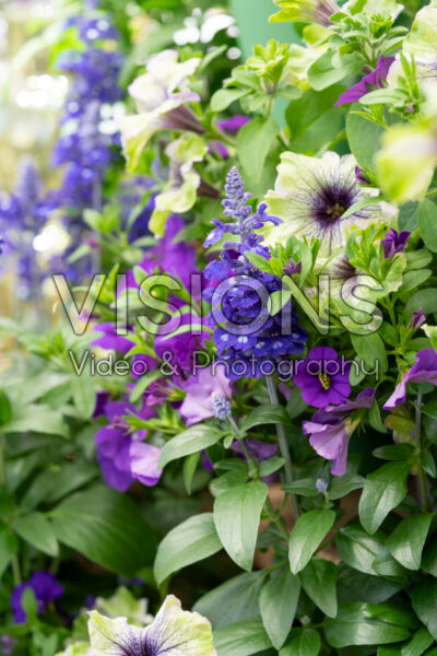 Petunia and Salvia flowers