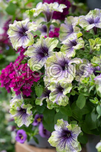Petunia Amazonas™ Plum Cockatoo, Verbena Vanessa™ Magenta