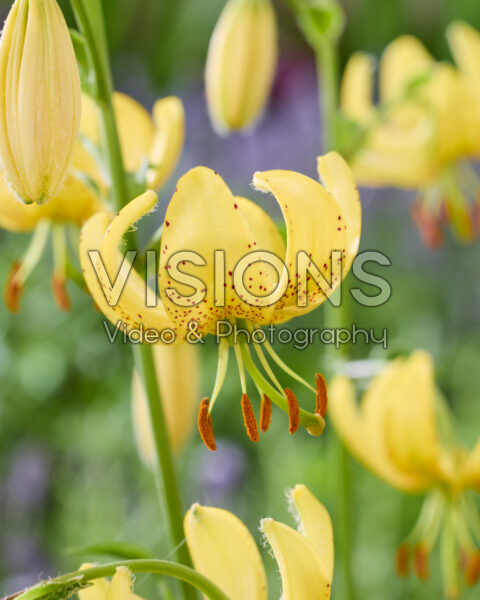 Lilium Golden Morning