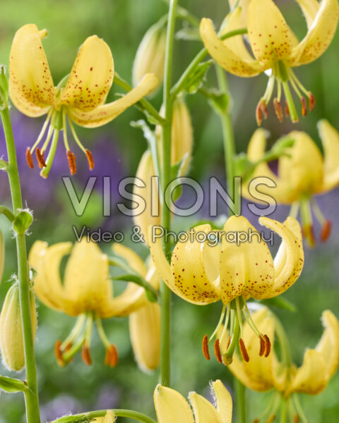 Lilium Golden Morning