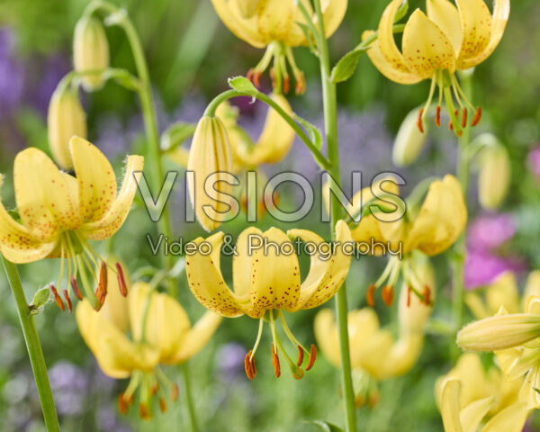 Lilium Golden Morning
