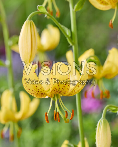Lilium Golden Morning