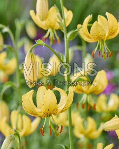 Lilium Golden Morning